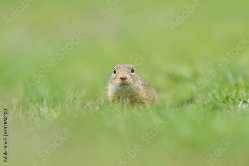 Ground squirrel lurking over the grass in the spring meadow