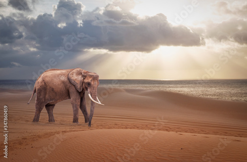 African elephant in the desert.