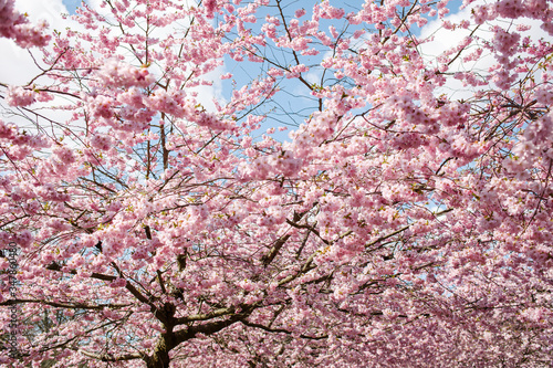 Spring cherry blossoms under blue sky © jessie