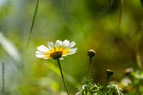 dandelions in the grass