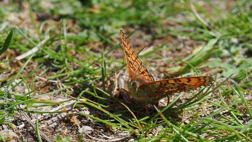 Glanville Fritillary (Melitaea cinxia ) butterfly. photo