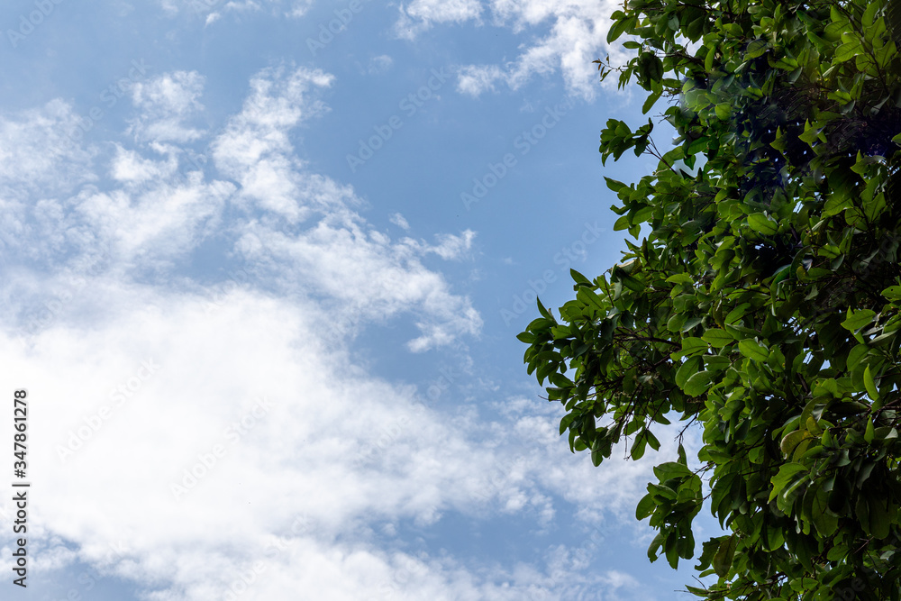Obraz premium Twigs green tree on blue sky background.