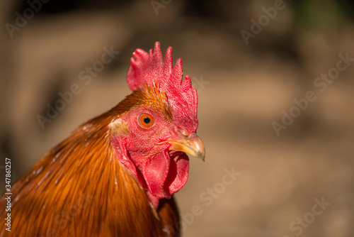 New hemshire cock in nature background