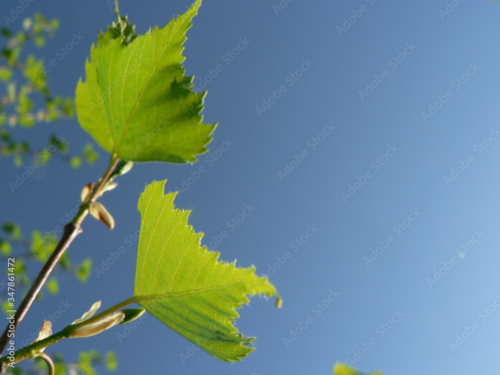 Obraz premium Spring birch branch with young leaves against a blue sky. Springtime nature and allergy concept. Copy space for text on blue sky background.