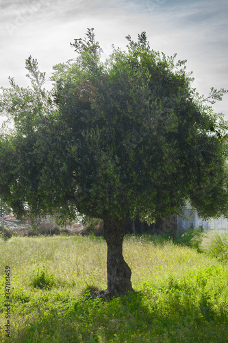 Olivo