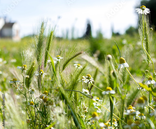 Primavera