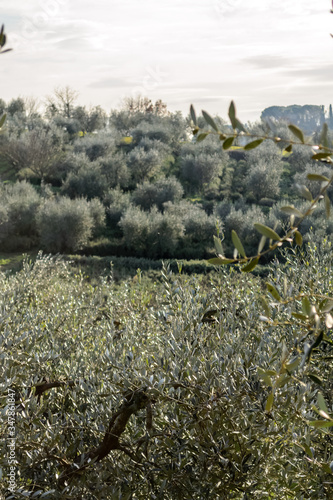 A olive trees field in the Florence countryside in Tuscany, Italy