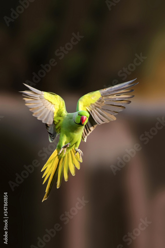 Flight of a Rose-ringed parakeet