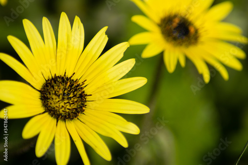 yellow flower in the garden