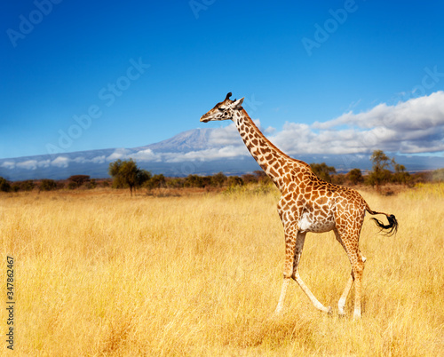 Adult giraffe Kilimanjaro mountain in Kenya Amboseli park photo