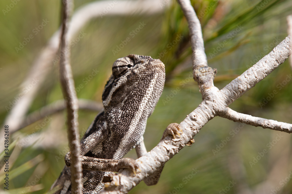 chameleon in the pine. common chameleon, mediterranean chameleon, chamaeleo chamaeleon.