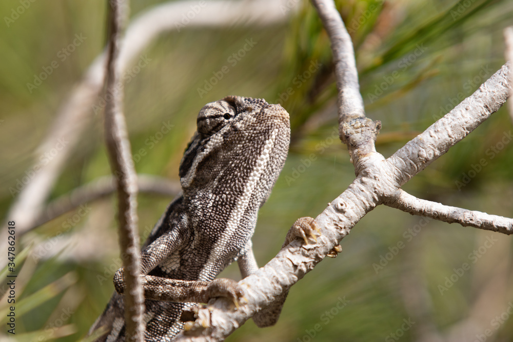 chameleon in the pine. common chameleon, mediterranean chameleon, chamaeleo chamaeleon. chameleon in the pine. common chameleon, mediterranean chameleon, chamaeleo chamaeleon.