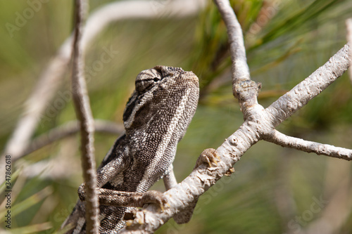 chameleon in the pine. common chameleon  mediterranean chameleon  chamaeleo chamaeleon.
