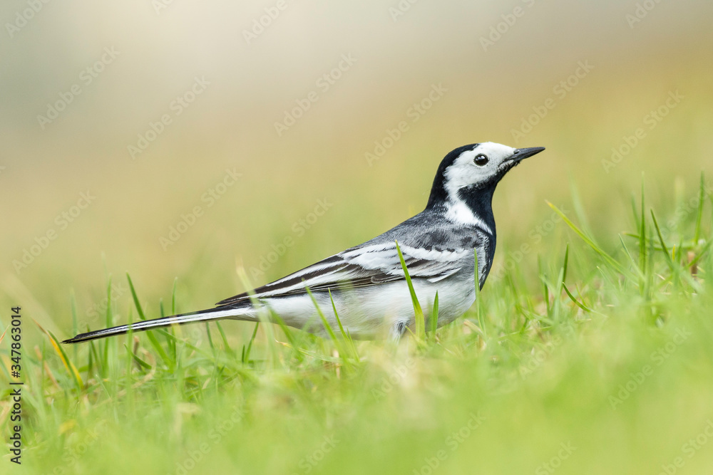 Fototapeta premium Ptaszek Ptak Zwierzątko Animals Trawa