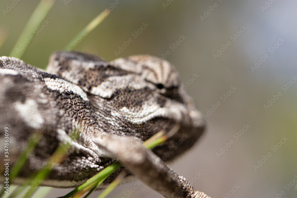 Naklejka premium chameleon in the pine. common chameleon, mediterranean chameleon, chamaeleo chamaeleon.