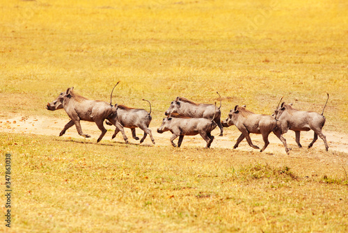 School of Phacochoerus known as warthogs pig family animal running in Kenya savanna, Africa photo
