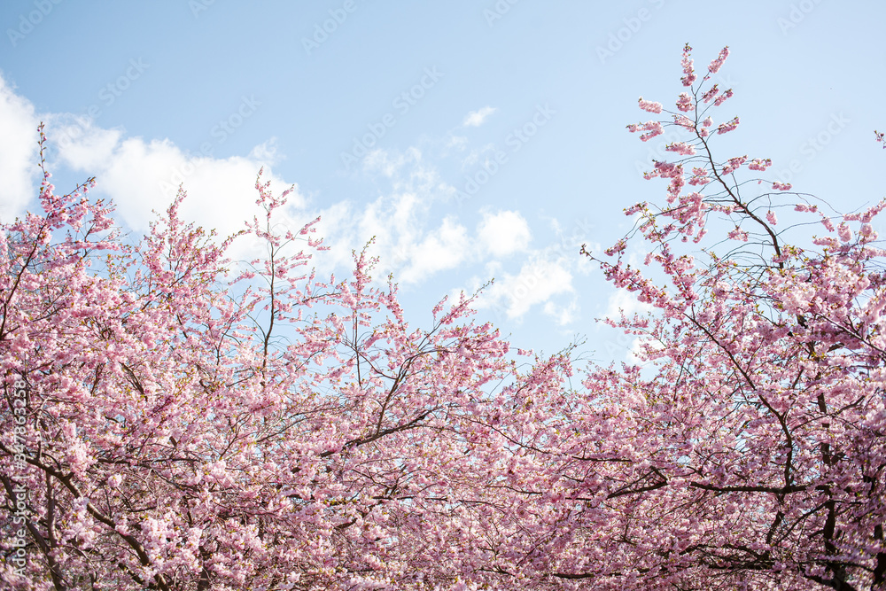 Spring cherry blossoms under blue sky Spring cherry blossoms under blue sky