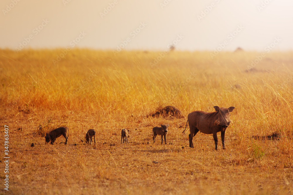Family group of Phacochoerus known as warthogs pig animals in Kenya savanna, Africa Family group of Phacochoerus known as warthogs pig animals in Kenya savanna, Africa