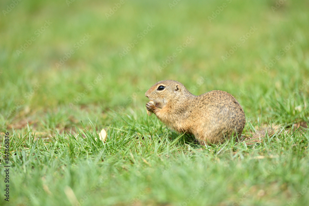 Ground squirrel keeps food in the front paws and eats in the grass Ground squirrel keeps food in the front paws and eats in the grass