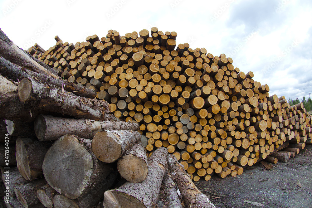 timber logs stack cord wood forest industry forestry cutting trees timber logs stack cord wood forest industry forestry cutting trees