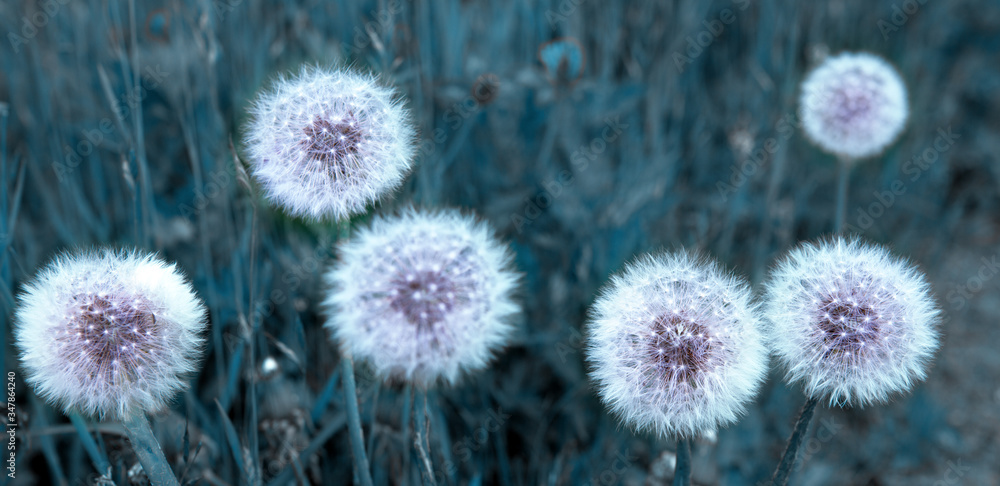 Obraz premium Close up of blooming white dandelion flowers .