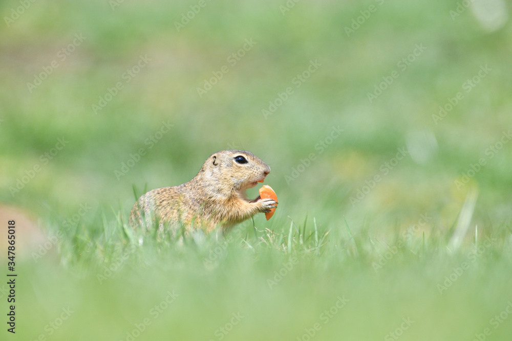 Ground squirrel keeps food in the front paws and eats in the grass Ground squirrel keeps food in the front paws and eats in the grass