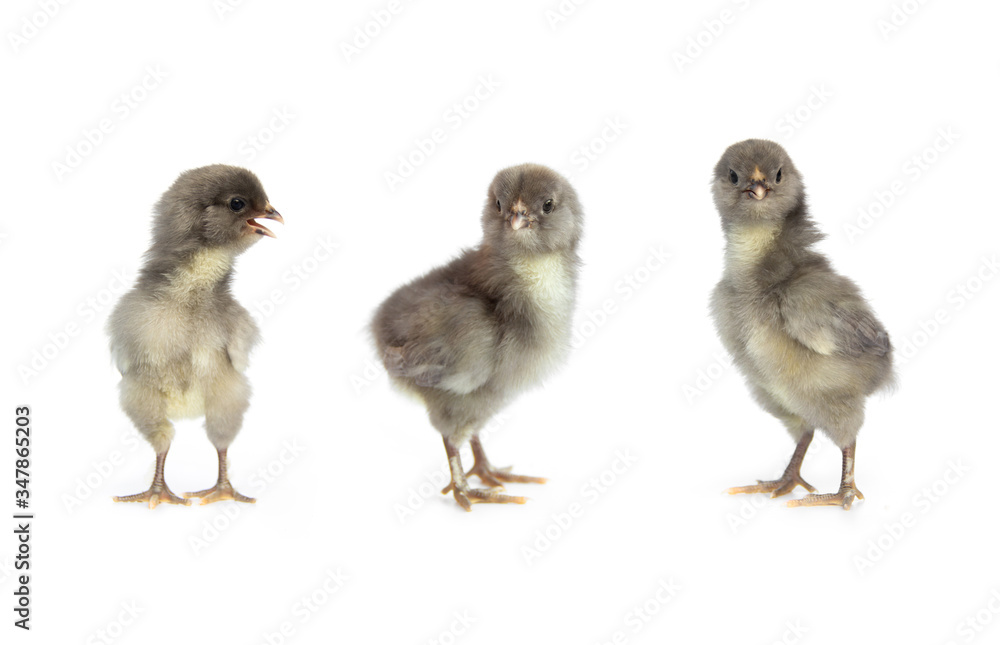 chick from chicken color eggs olive egger isolated on white background.