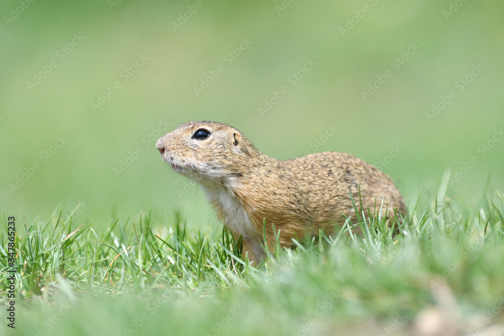 Ground squirrel keeps food in the front paws and eats in the grass Ground squirrel keeps food in the front paws and eats in the grass
