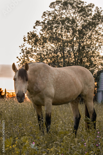 Caballo en el campo