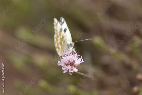 Wallpaper Mural Butterfly on flower, Butterfly feeding on flower. white butterfly Torontodigital.ca