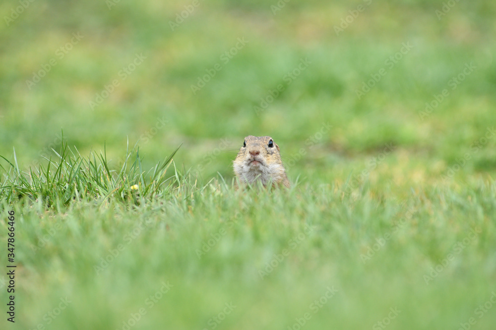 Ground souslik peeks and lurking out of the burrow around the meadow Ground souslik peeks and lurking out of the burrow around the meadow