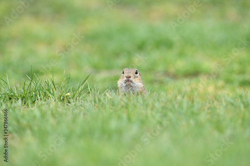 Ground souslik peeks and lurking out of the burrow around the meadow