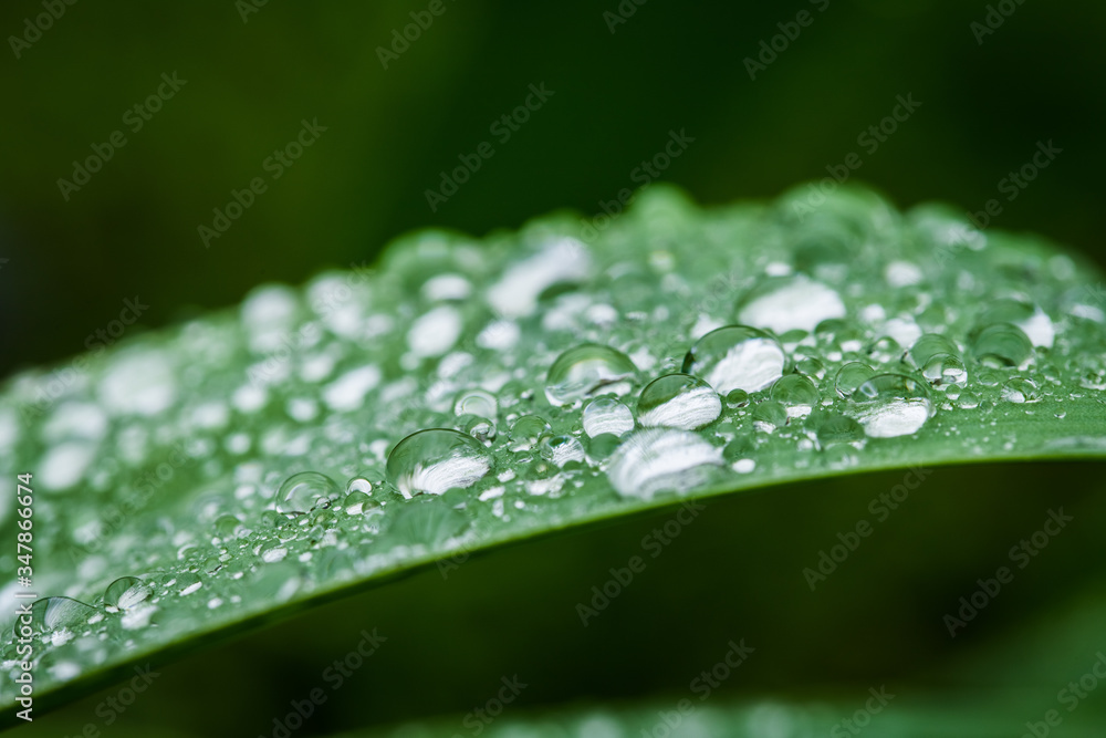 Drops Of Water On Leaf Of Onion In Garden Close-Up.