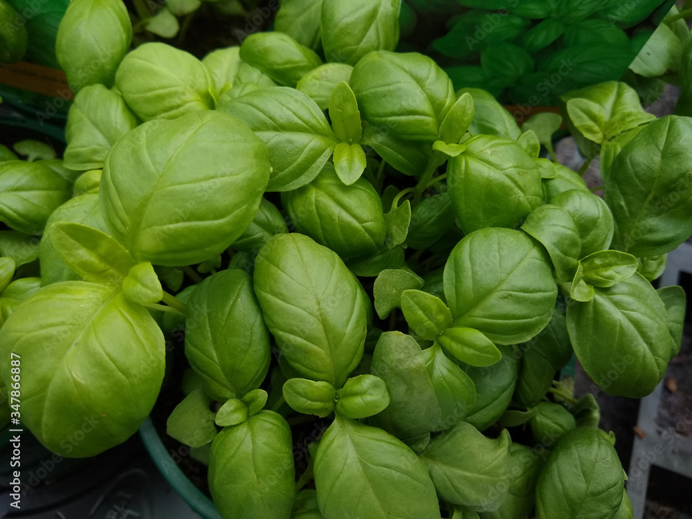 Ocimum basilicum (Sweet Basil) Ocimum basilicum (Sweet Basil)