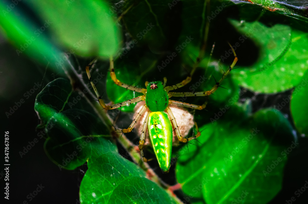Fototapeta premium Green spider with egg sac on a green leaf