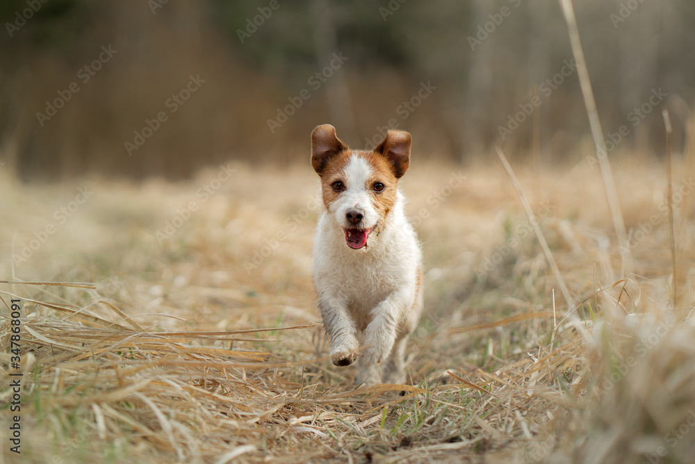 the dog runs in the field. Active pet in nature. Little Jack Russell Terrier