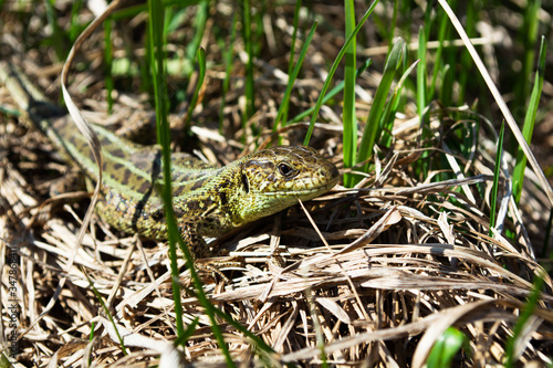 Lizard standing in grass in a sunny day  under a hard sun. Quick lizard  or common lizard  lat.Lacerta agilis 