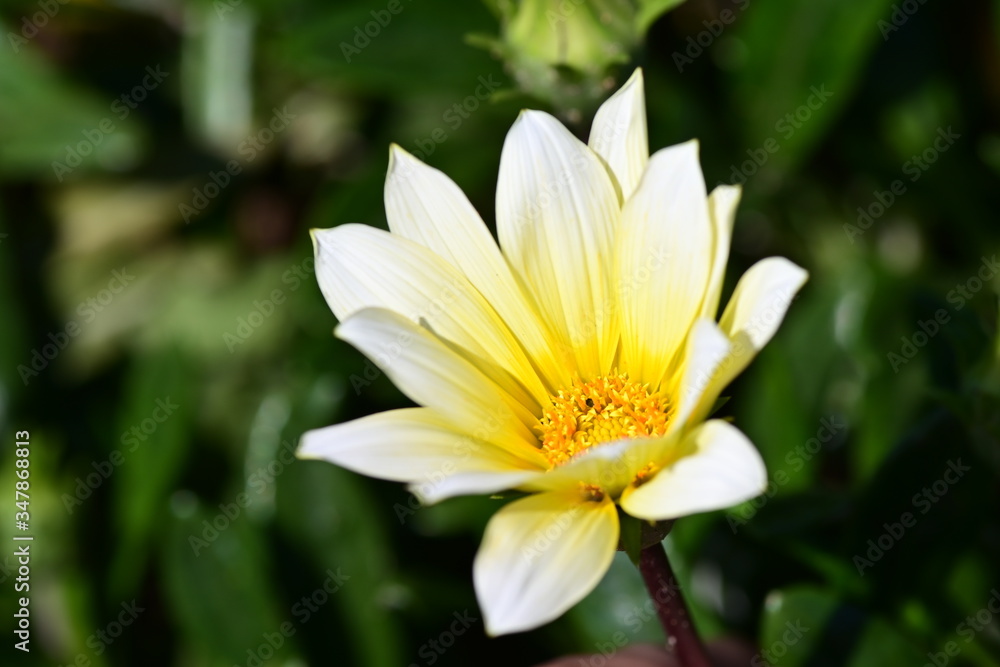 yellow flower in the garden yellow flower in the garden