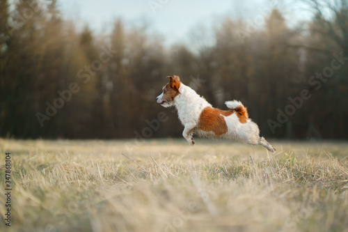 the dog runs in the field. Active pet in nature. Little Jack Russell Terrier