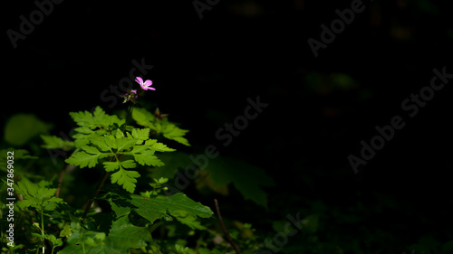flower with Powerful colour in Forest 