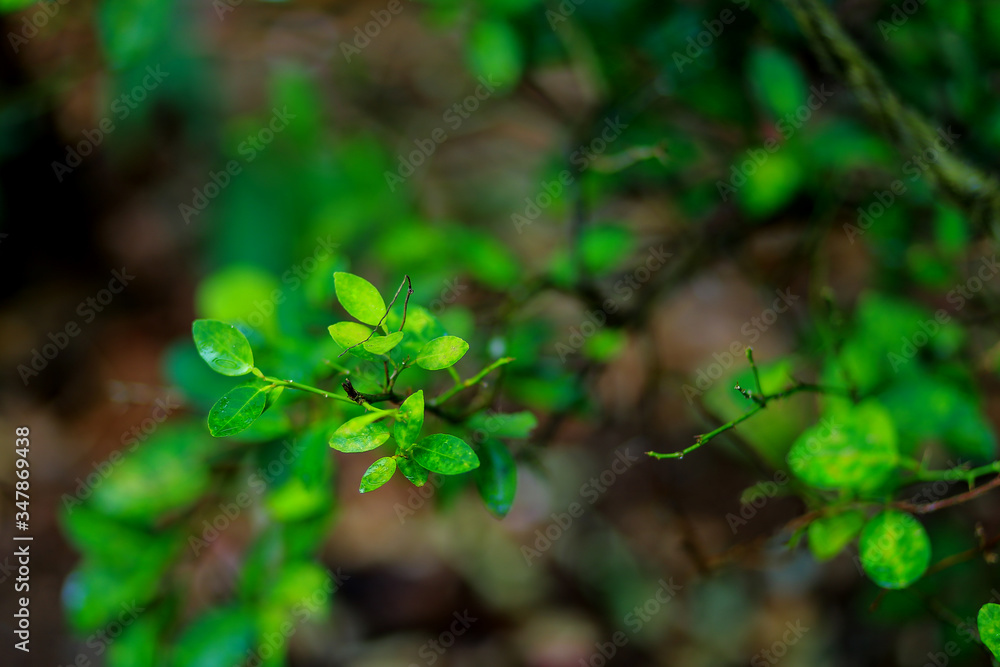 Nature green Nature green