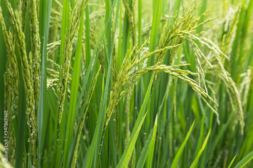 rice field