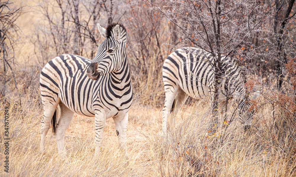 Zebras in the Khama Rhino Sanctuary, Botswana Zebras in the Khama Rhino Sanctuary, Botswana