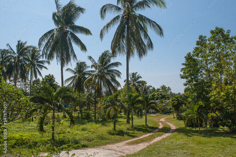 Palm grove and road to a village in Thailand on the island of Phuket. Asia. Tourism. Travel. Landscape.