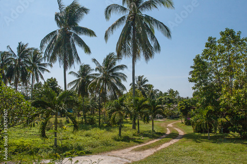 Palm grove and road to a village in Thailand on the island of Phuket. Asia. Tourism. Travel. Landscape. © milly777