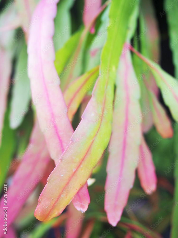 pinky leaf fern in Thailand