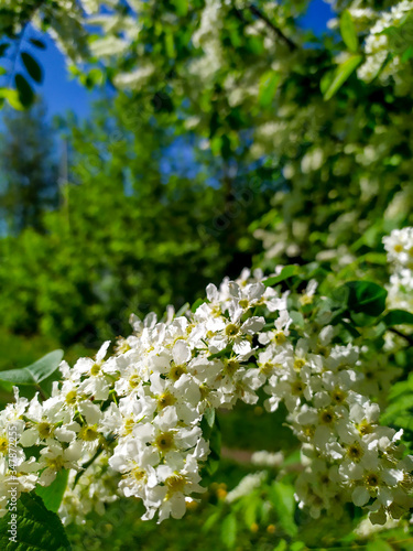 Bird Cherry Tree in Blossom. Close-up of a Flowering Prunus Avium Tree with White Little Blossoms. View of a blooming Sweet Bird-Cherry Tree in Spring.