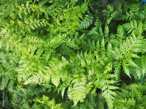 The rabbits foot fern in Thailand