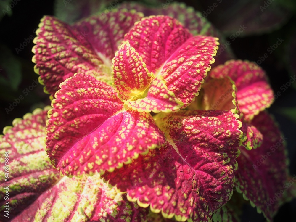 Painted nettle plant in the small pot Painted nettle plant in the small pot