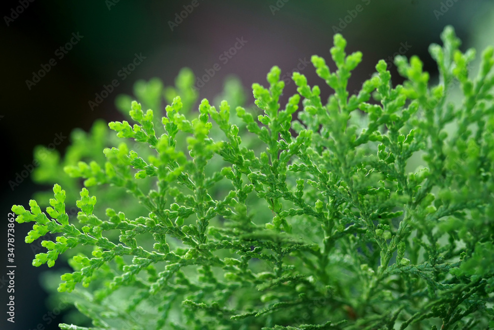 Leaves Tropical forest trees texture background wallpaper Leaves Tropical forest trees texture background wallpaper